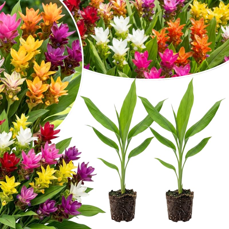 2 Ginger Live Plants, Ornamental Flowering Ginger Plant for Indoor Outdoor, Colorful Blooming Gingers 4-6 Inches