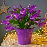 Purple Thanksgiving Cactus Plant Live, Indoor Houseplant, 5-9 Inch Tall