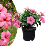 Hibiscus Plant Live, Indoor Outdoor Plant, 4-6 Inch Tall