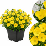 Yellow Primrose Plant Live, 2-3 Inch Tall, 3 Inch Pot