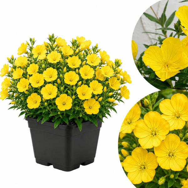 Yellow Primrose Plant Live, 2-3 Inch Tall, 3 Inch Pot