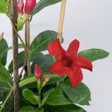 2 Vibrant Red Live Mandevilla Plants, Live Starter Plant, 4-8 Inch Tall