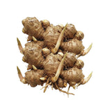 2 Ginger Plants Live, Indoor Outdoor Herb Plant