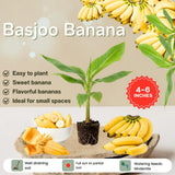 Basjoo Banana Live Plant, 4-6 Inch Tall Cold Hardy Banana Tree