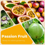 Live Sweet Passion Fruit Plant, 4-6 Inch Tall