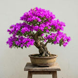 2 Purple Bougainvillea Live Plants, Trellis Vine Plant, 4-7 Inch Tall