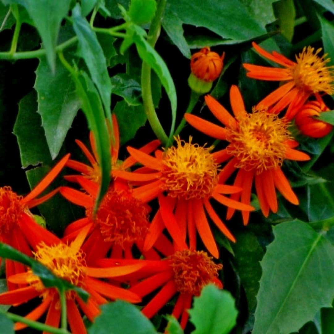 2 Orange Mexican Flame Live Plants, 4-6 Inch Tall