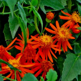 2 Orange Mexican Flame Live Plants, 4-6 Inch Tall