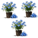 3 Blue Plumbago Live Plant, Flower Bush Vine Plant, 4-6 Inch Tall