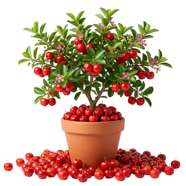 Barbados Cherry Live Plant, Home Orchard Tree, 4-6 Inch Tall