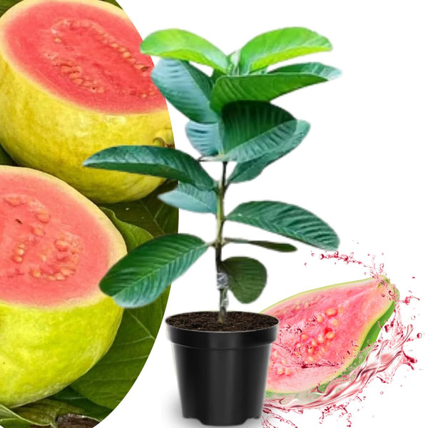 Pink Guava Live Plant, Starter Fruit Plant, 8-10 Inch Tall