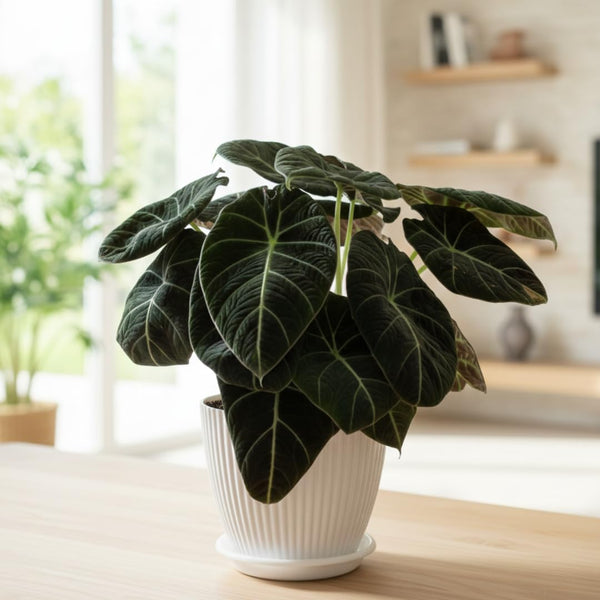 2 Black Alocasia Live Plants, Hardy Garden Plant, 4-6 Inch Tall