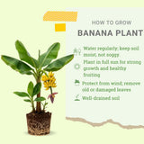 Tiny Banana Plant Live, Sweet Fruit Banana Tree 4-7 Inch Tall