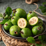 2 Pineapple Guava Live Plant, Guava Sweet Fruit, 4-6 Inch Tall