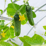 Cucumber Live Plant, Well-Rooted Vine Plant, 3-6 Inch Tall, 4 Inch Pot