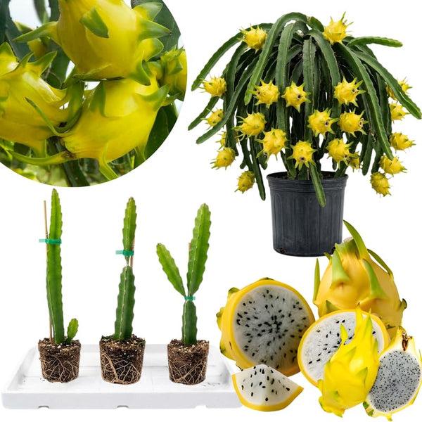 3 Yellow Dragon Fruit Trees Live Plants, Outdoor Garden Fruit Plant