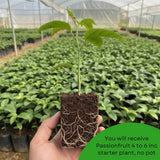 Purple Passionfruit Plant, Passion Fruit Plant Live, 4-6 Inch Tall