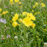 3 Yellow Live Primrose Plants, Vibrant Bloom Flower Plant, 3 Inch Pot