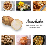 2 Lb Jerusalem Artichoke Live Tubers, Sunchoke Bulbs