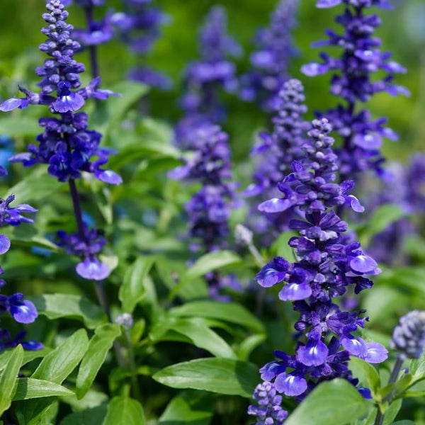 4 Dark Purple Sage Plants Live, Salvia Plants, Outdoor Garden Plant, 4-6 Inch Tall