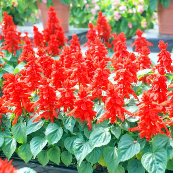4 Red Salvia Sage Bushes Plants Live, Landscape Flower Plant, 4-6 Inch Tall