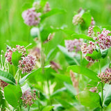 2 Purple Milkweed Live Plants, Asclepias Tuberosa, 4-6 Inch Tall