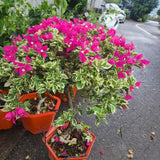 2 Variegated Bougainvillea Live Plants, Flowering Vine, 4-7 Inch Tall