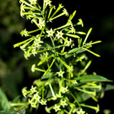2 Jasmine Live Plants, Live Starter Plant, 5-9 Inch Tall