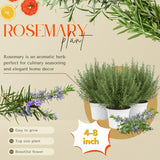 4 Blue Rosemary Plants Live, Culinary Herb Plant, 4-7 Inch Tall