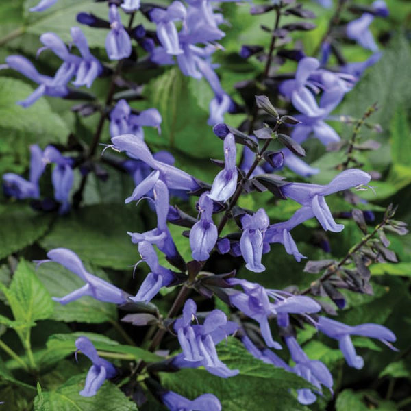 4 Black Blue Salvia Sage Bushes, Flowering Plant, 4-6 Inch Tall