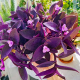 2 Purple Tradescantia Wandering Jew Plants Live, Houseplant, 4-6 Inch Tall