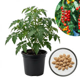 150 Tomato Seeds to Plant, Garden Plant