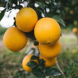 Navel Orange Tree Plant Live, Hardy Garden Plant, 1-2 Ft Tall, 1 Gallon Pot