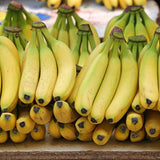 Grand Nain Banana Plant Live, Sweet Fruit Banana Tree 4-7 Inch Tall
