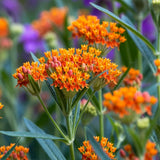 2 Orange Milkweed Live Plants, Asclepias Tuberosa, 4-6 Inch Tall