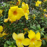 4 Brown Bud Allamanda Live Plants, Container Flowering Plant, 4-7 Inch Tall