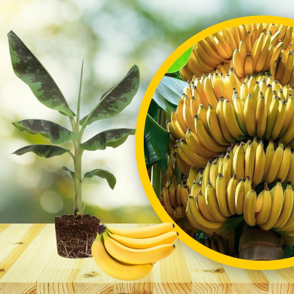 Grand Nain Banana Plant Live, Sweet Fruit Banana Tree 4-7 Inch Tall