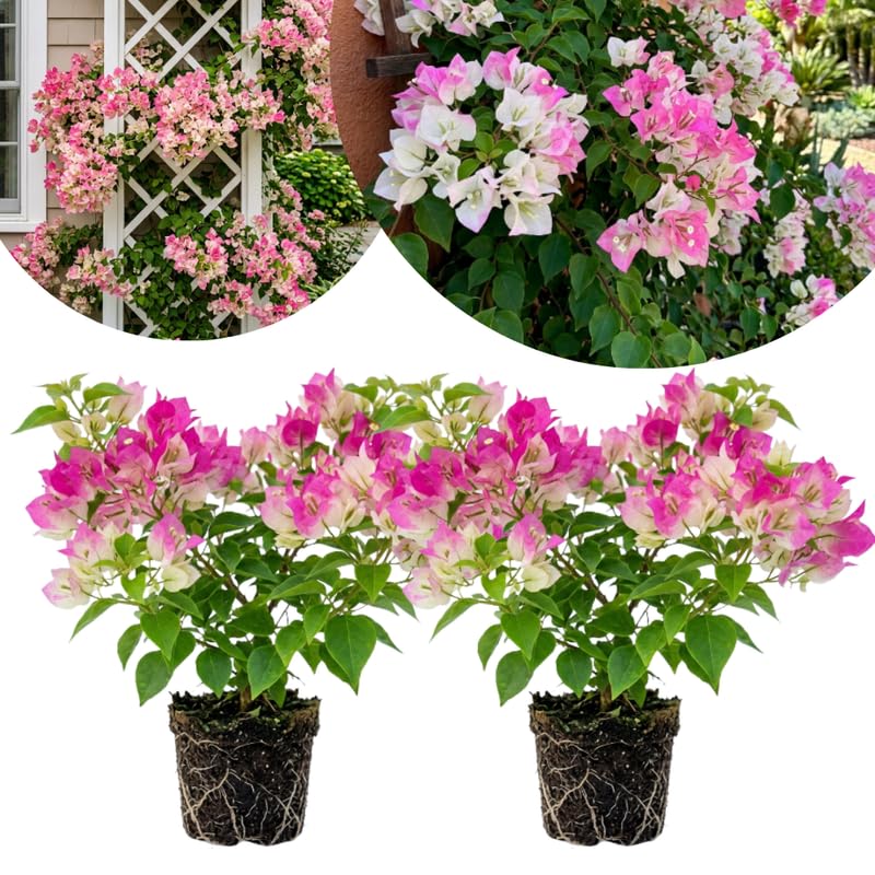 2 White Pink Bougainvillea Live Plants, Climbing Vine, 4-8 Inch Tall