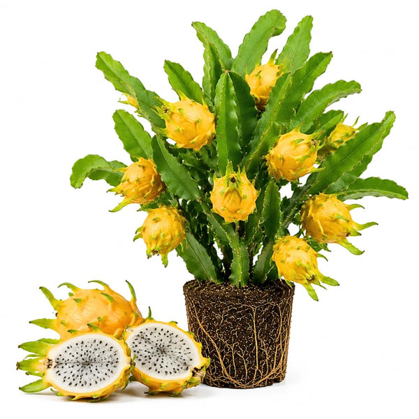 2 Yellow Dragonfruit Live Plants, Dragon Fruit Live, 3-6 Inch Tall
