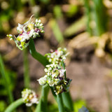200 Walking Onion Seeds, Indoor Outdoor Plant, Cold Hardy Perennial Onion