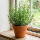 Rosemary Live Plant, Outdoor Garden Herb Plant, 4-7 Inch Tall, 4 Inch Pot