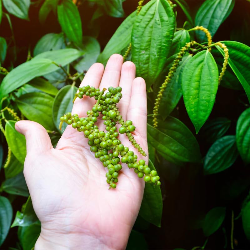 Sets 2 Piper Nigrum Trees Live Plant, Black Pepper Plants Live for Outdoor Planting, 4-7" in Tall, No Pot, Very Hardy