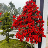 Set 2 Bougainvillea Plants Live Trees, Very Hardy 4-7" Tall, Vibrant Flowering Shrubs for Outdoor Garden, Patio, or Container Planting, No Pot (Red Bougainvillea)