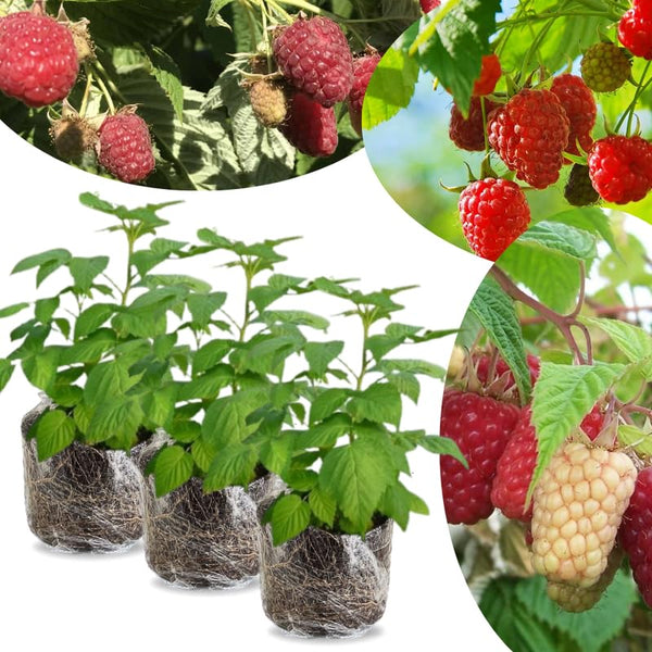 3 Red Raspberry Live Plants, Sweet Edible Berry Bush, 3-5 Inch Tall