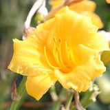 10 Yellow Daylily Bulbs, Patio Container Plant