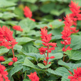 4 Red Live Sage Plants, Salvia Plants, Well-Rooted Starter Plant, 4-6 Inch Tall