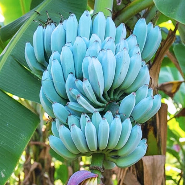 Ice Cream Banana Tree Live Plant, Home Garden Plant, 4-6 Inch Tall