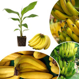 Grand Nain Banana Plant Live, Hardy Garden Plant, 4-6 Inch Tall