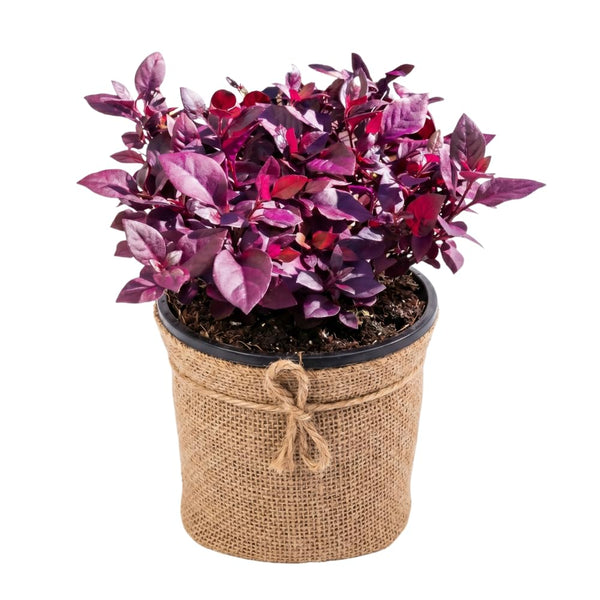2 Purple Alternanthera Live Plants, Tropical House Plant, 4-6 Inch Tall