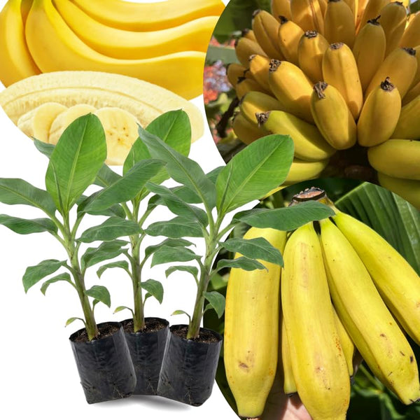 3 Banana Trees Live Plants, Starter Fruit Plant, 3-5 Inch Tall